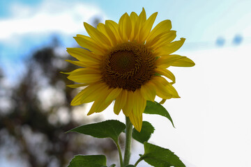 Natural sunflower plant, garden photograph