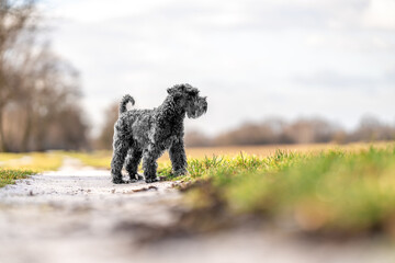 dog on a walk in nature near the river. little black schnauzer