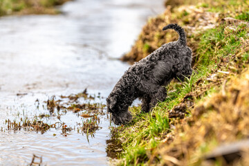 small black schnauzer dog drinks water from the river