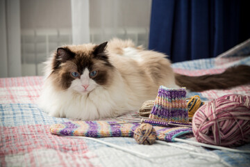 Colored threads, knitting needles and other items for hand knitting and a cute domestic cat Ragdoll