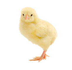 Yellow little chick isolated - obrazy, fototapety, plakaty