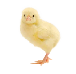 Foto op Canvas Yellow little chick isolated © Yuliya Karpovich
