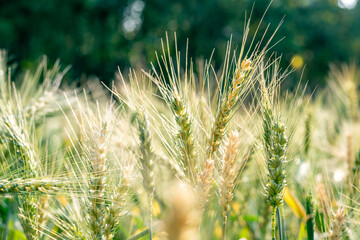 Wheat growing in the wheat field
