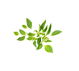 Top view of basil leaves isolated