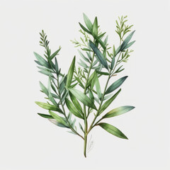 Fototapeta premium Dessin de plante aromatique - Estragon