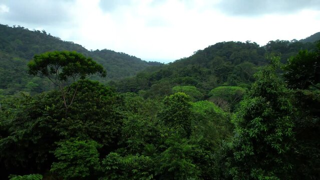 Aerial view of the jungle in Capurgana, Colombia 