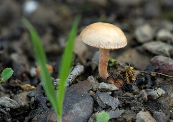 Mushrooms that grow spontaneously in nature become food for natural life