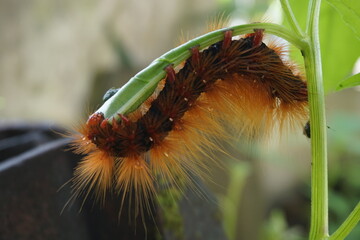 Macro shot of the red caterpillar. Caterpillar moth (Saturnia pavonia) feeding on leaves. A Brown-tail Moth red Caterpillar, Euproctis chrysorrhoea, feeding on a leaf.