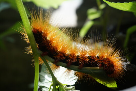 Macro shot of the red caterpillar. Caterpillar moth (Saturnia pavonia) feeding on leaves. A Brown-tail Moth red Caterpillar, Euproctis chrysorrhoea, feeding on a leaf.