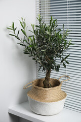 Beautiful young potted olive tree on windowsill indoors. Interior element