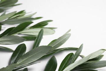 Olive twigs with fresh green leaves on white background, closeup. Space for text