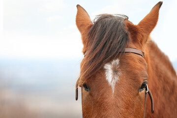 Obraz premium Adorable chestnut horse outdoors, closeup with space for text. Lovely domesticated pet