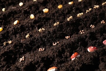 Different seeds on fertile soil. Vegetables growing