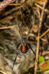 Black Widow Spider - Latrodectus mactans