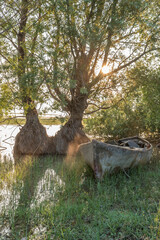 View of lake isikli of denizli province with boat trees and reflection at sunset with clouds on blue sky