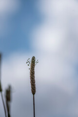 solo wheat flower with selective focus blurred background with blue sky with clouds