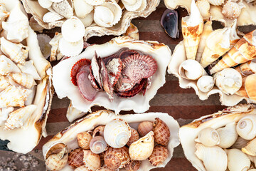 Marine Shells sold as Souvenirs in Alexandria market, Egypt. Africa.