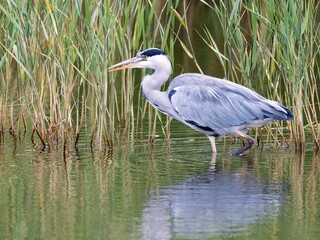 Grey heron