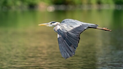Grey heron