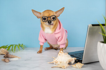A red chihuahua dog with glasses and a pink hoodie on a blue background with a laptop. The concept...
