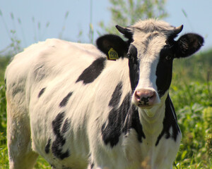 a black-and-white Holstein cow with plastic ear tag looks into the lens against the blurred background of a meadow with green grass and flowers and blue sky