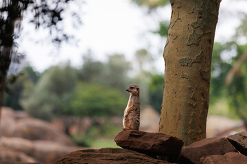 Slender-tailed meerkat, little adorable creature, Animal Theme