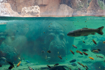 Fishes and Two Hippos inside a Big Blue Aquarium Tank