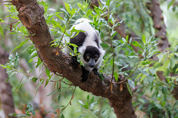 Lemur with Black and White Fur above a Tree Branch