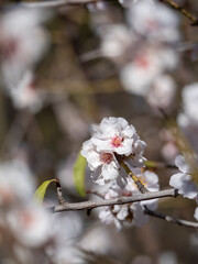 Flores de almendro en primavera