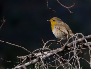 Petirrojo pajarito en el bosque
