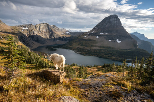 Mountain Goat in front of Bearhat Mountain in Glacier Natioinal Park