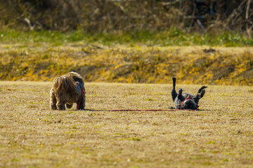 公園で戯れる小犬