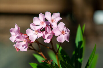 Close up of bunch of flowers in Las Palmas, Spain
