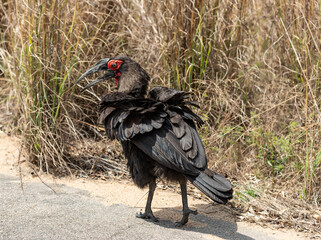 Southern Ground Hornbill (Bucorvus Leadbeateri) in Kruger National Park, South Africa