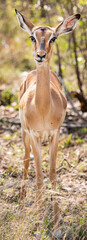Female Impala (Aepyceros Melampus) portrait in Kruger National Park, South Africa