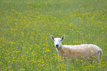 British sheep on a wildflower meadow