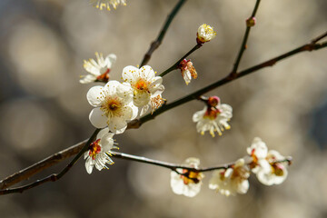 陽気な気候で咲き始めた梅の花