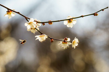 陽気な気候で咲き始めた梅の花
