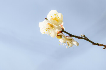 陽気な気候で咲き始めた梅の花
