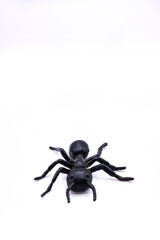 photography of a toy plastic ant on white background