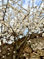 Close up of white flowers on branches, Beautiful white cherry blossoms with blue sky in the background, White cherry blossoms in their natural environment