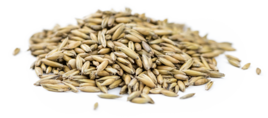 Oat with transparent background (selective focus, close-up shot)