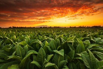Young green tobacco plant in field at Sukhothai province northern of Thailand