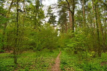 Path through sunny green Forest in Spring, Roedermark, Hessen, Germany