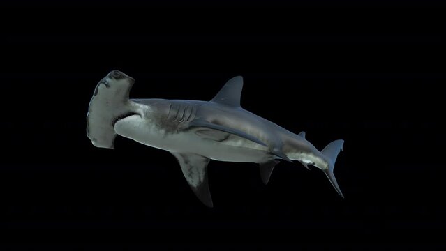 Hammerhead Shark 3D Animation With Alpha Video