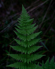 Fototapeta na wymiar Green fern in the forest