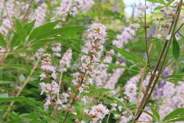 Vitex canabifolia grown in a rustic farm garden. White flowers in farming and harvesting. Alpine grassland.