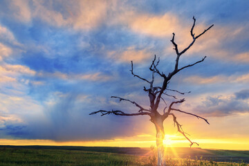 Beautiful sunset behind of a lone dead tree.