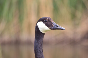 Close up of a Canada goose