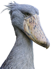 Shoebill stork. Balaeniceps rex